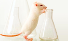 lab_mouse_1-resized-141
