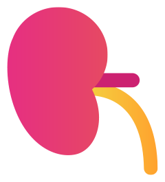 icon of kidneys that represent kidney disease in america